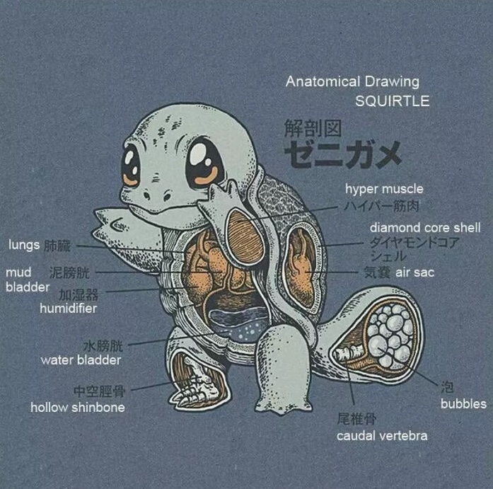l'anatomie de carapuce