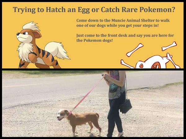 Promenez un chien en jouant à Pokémon GO !