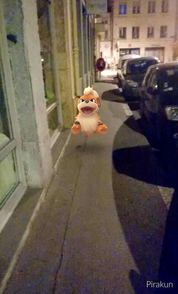 un gentil caninos dans la rue