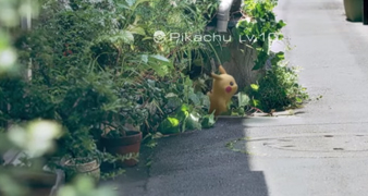Pokémon Go - Un Pikachu sauvage apparaît