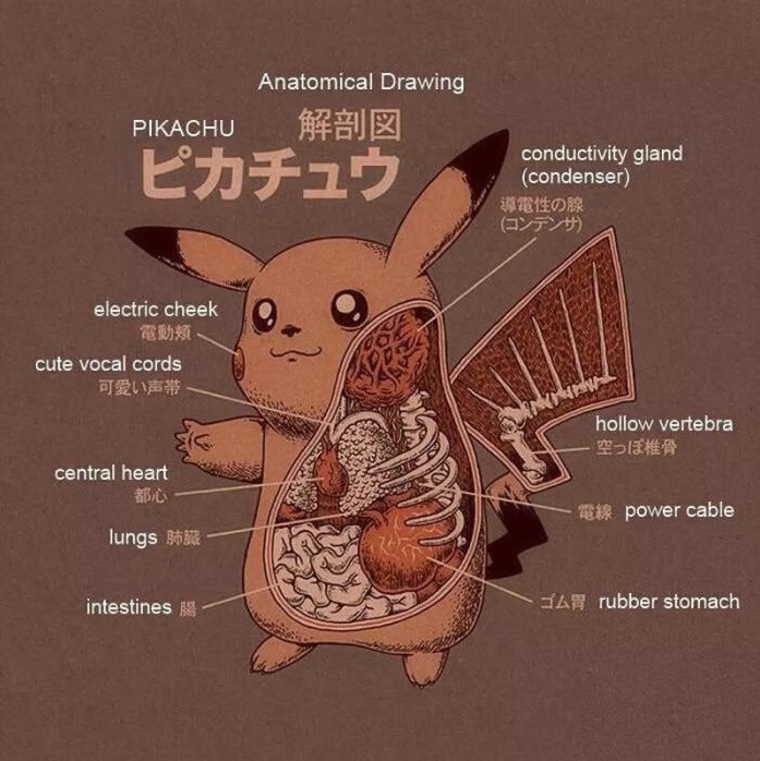 l'anatomie de pikachu