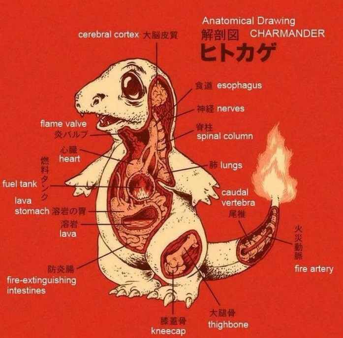 l'anatomie de salamèche
