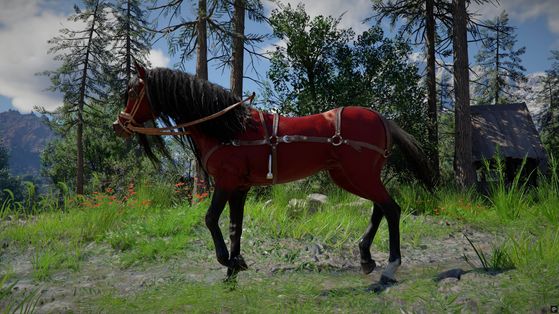 Camora Crimson Desert : Où trouver le cheval légendaire de combat