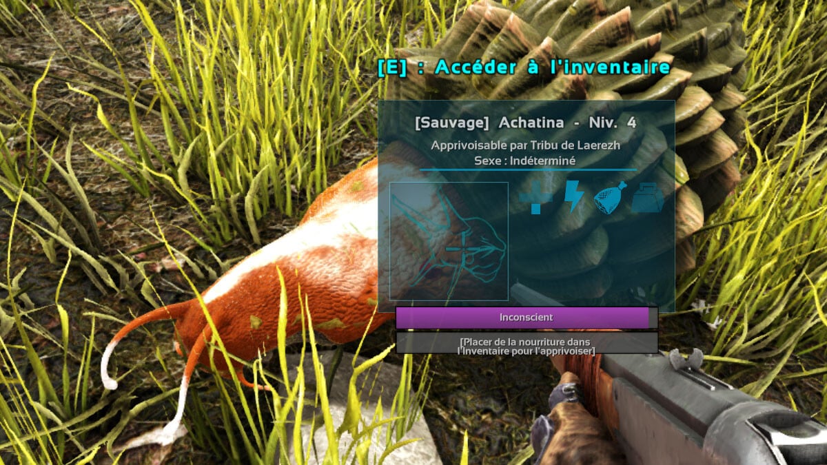 Achatina Ark How to tame it, location... All about this dinosaur