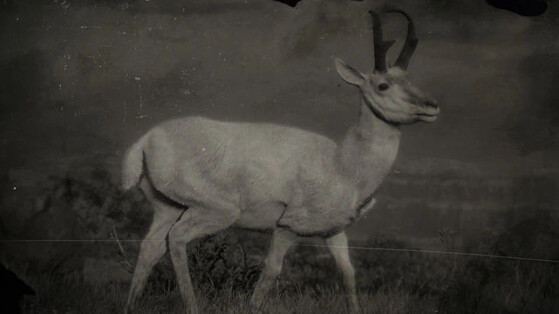 Antilope légendaire Red Dead Redemption 2 : Où le trouver et comment chasser cet animal légendaire