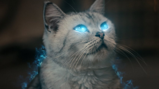 Un chat qui joue à WoW et qui s'inspire de la monture la plus convoitée du MMO ? On a peut-être trouvé la meilleure publicité pour le célèbre jeu de Blizzard