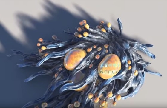 Macro-algue que l'on trouve sur les côtes de Hurston et récoltable grâce à l'interface d'intéraction 