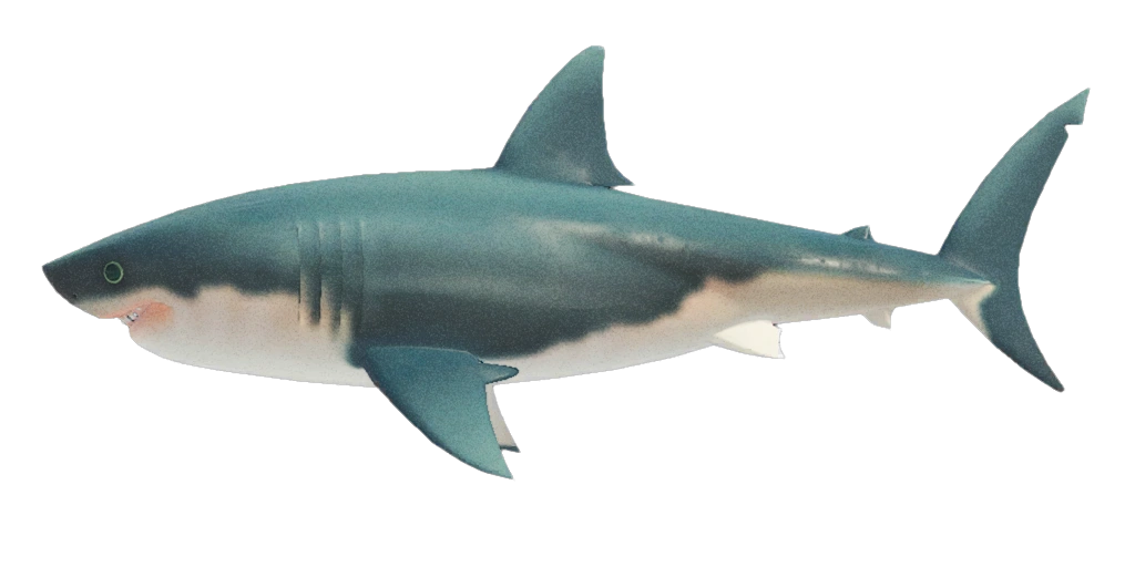 Requins Animal Crossing New Horizons prix, apparitions... Tout savoir Millenium
