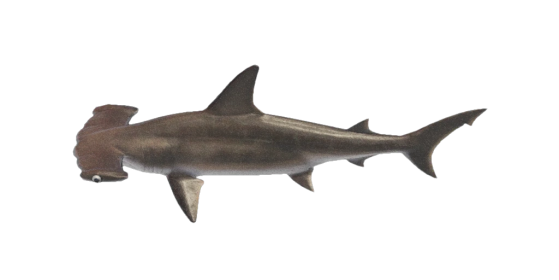 Requin marteau - Animal Crossing New Horizons