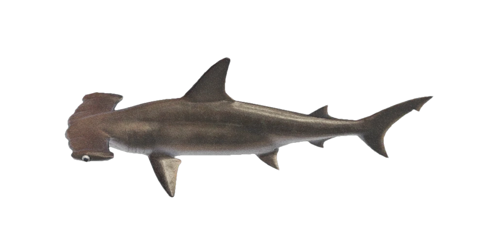 Requins Animal Crossing New Horizons prix, apparitions... Tout savoir Millenium