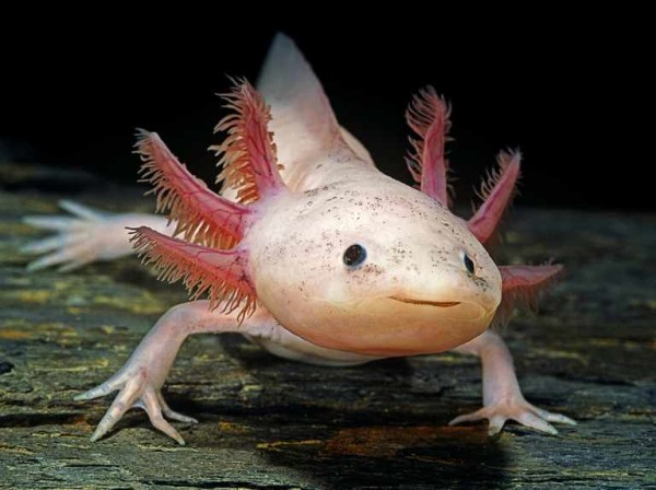 Minecraft 1 17 Mise A Jour Axolotl Nouvelle Creature Neutre Cave And Cliff Update Millenium Minecraft 1 17 Mise A Jour Axolotl Nouvelle Creature Neutre Cave And Cliff Update Millenium