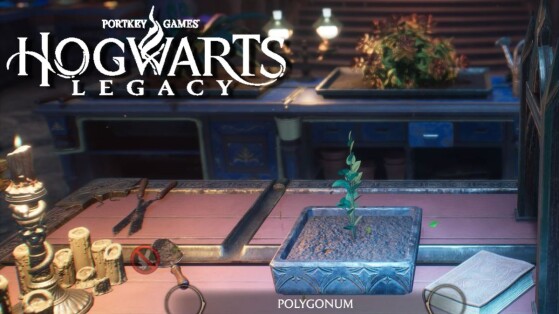 Polygonum Hogwarts Legacy : Où trouver facilement cette plante pour vos potions ?