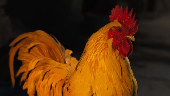 Entraîner Coquillard le coq Arc Raiders : Liste de tous les matériaux d'amélioration et où les trouver ?