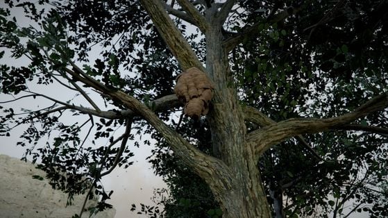 Gourdin ruche Crimson Desert : Comment obtenir l'arme Beehive Club ?