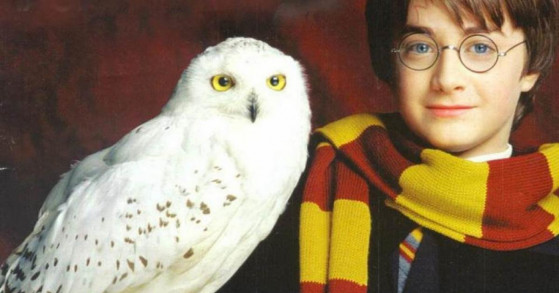 'Pardon, Hedwige' - Harry Potter Wizards Unite